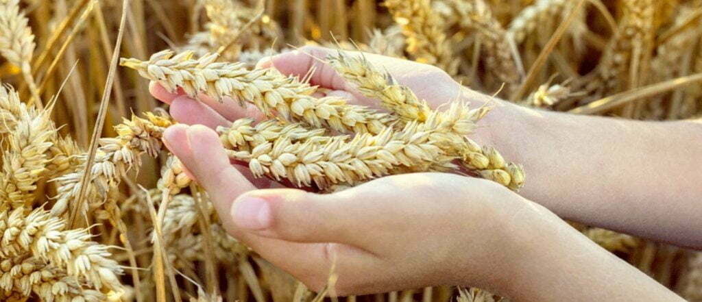 Hausse des cours du blé